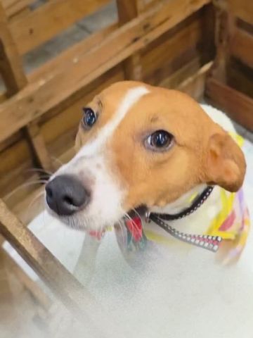 🐶🐱 Um novo lar pode começar com um encontro.
A Feira de Adoção Pet está acontecendo no Teresópolis Shopping, com cães e gatos esperando por uma nova família e muito carinho.
Venha conhecer e, quem sabe, encontrar um novo melhor amigo. 🐾❤️