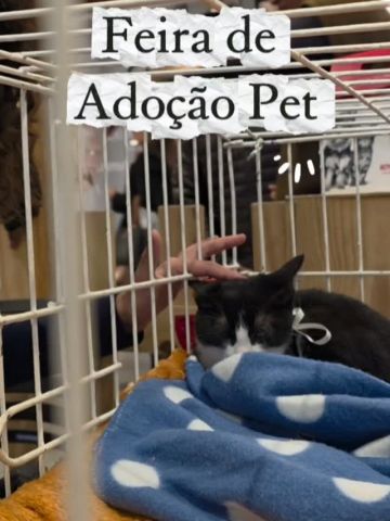 Tem um focinho esperando por você... 🐶🐱
A Feira de Adoção Pet continua no Teresópolis Shopping, dessa vez em parceria com a ONG Anjos e Peludos. Venha conhecer os cãezinhos e gatinhos que sonham com um lar cheio de amor.
📍 1º Piso
🕚 Das 11h às 17h
Esperamos por você!